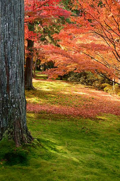 Fall scene stock photo