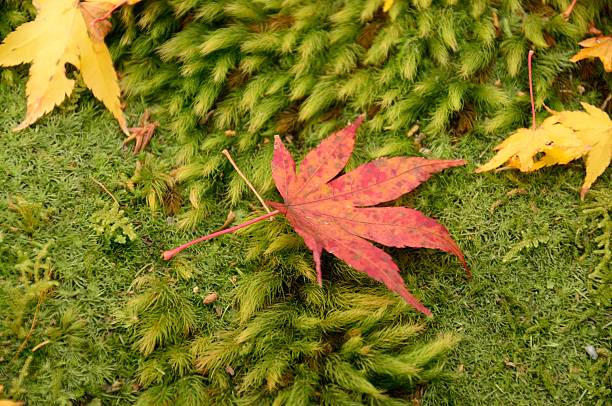 Leaf on moss stock photo