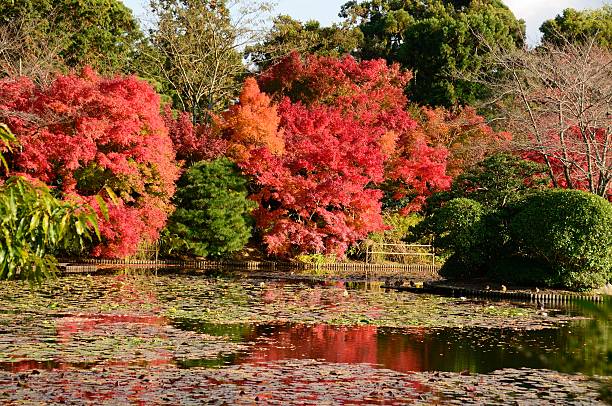 Pond and trees stock photo