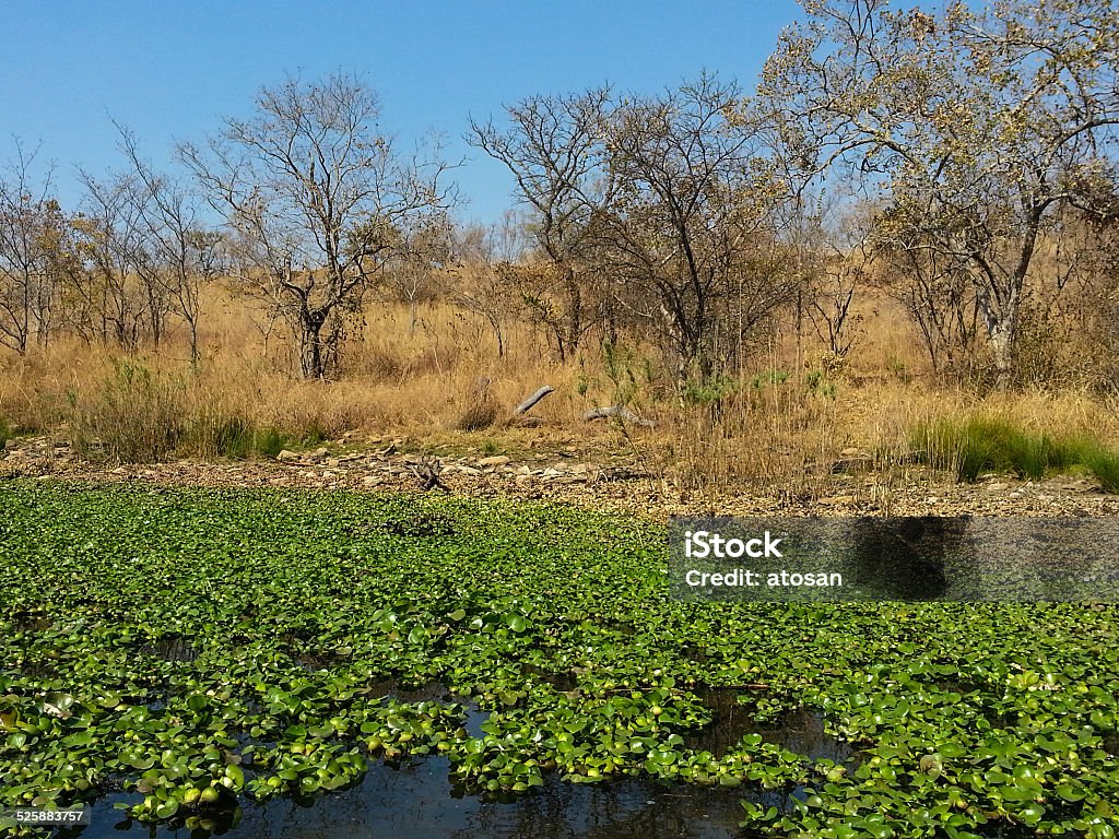 Loskop Nature Reserve Landscape view of Loskop Nature Reserve,South Africa Africa Stock Photo