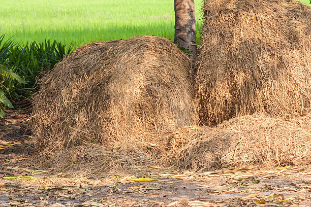 istock pile of straw on ricefield 525884302