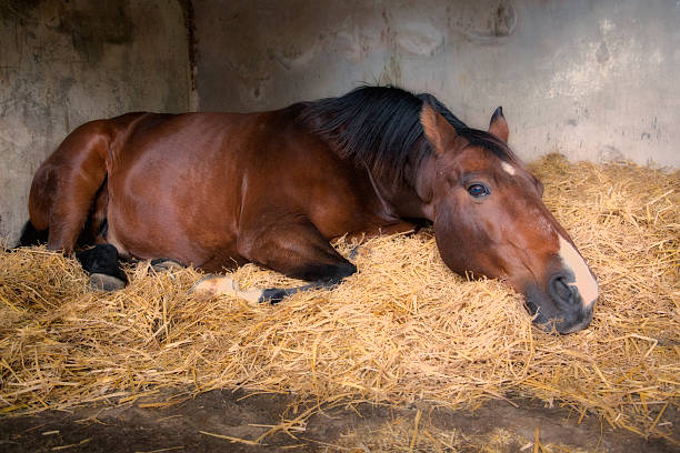 horse lying down in stable stock photo
