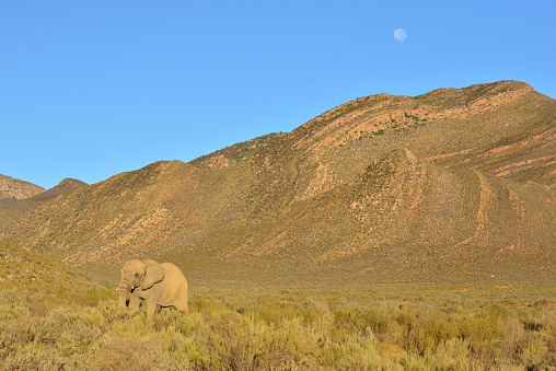 An elephant on a Safari in South Africa