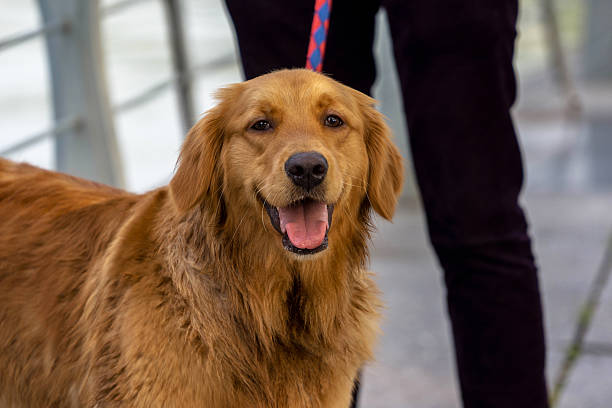 istock Golden Retriever and owner 525885220