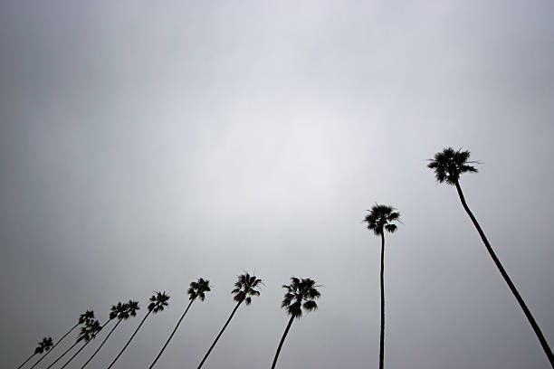 palmy na dawn - twisted tree california usa zdjęcia i obrazy z banku zdjęć
