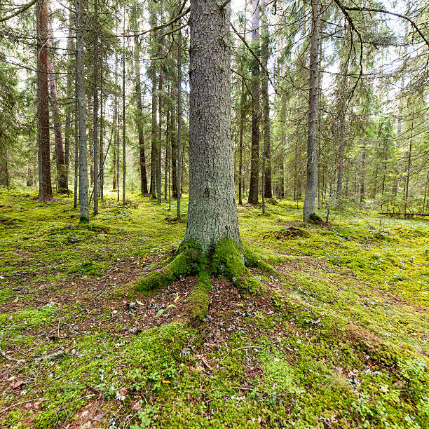 istock trees in green forest with moss and autumn colors 525885435