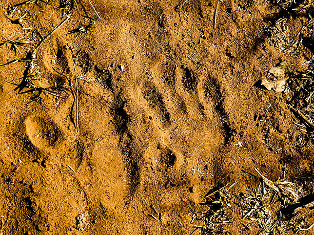 Yellow baboon footprint Yellow baboon footprint on the Sand baboon photos stock pictures, royalty-free photos & images