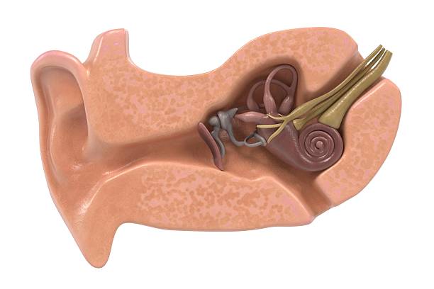 ear anatomy 3d renderings of ear anatomy ear drumm stock pictures, royalty-free photos & images