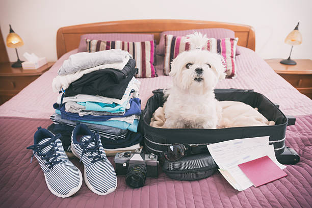 istock Dog sitting in the suitcase 525885842