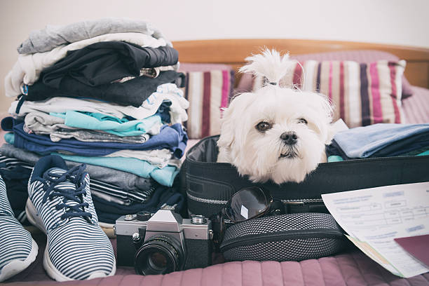 istock Dog sitting in the suitcase 525885902