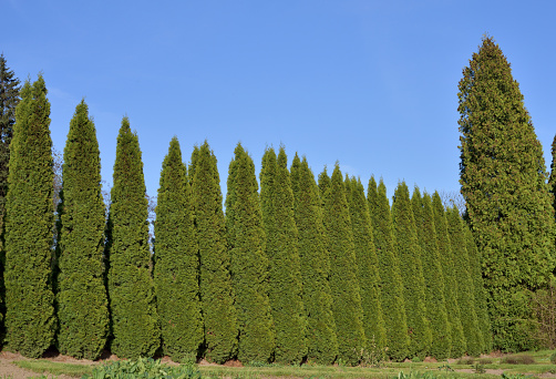 green fence from evergreen plants in sunlinght