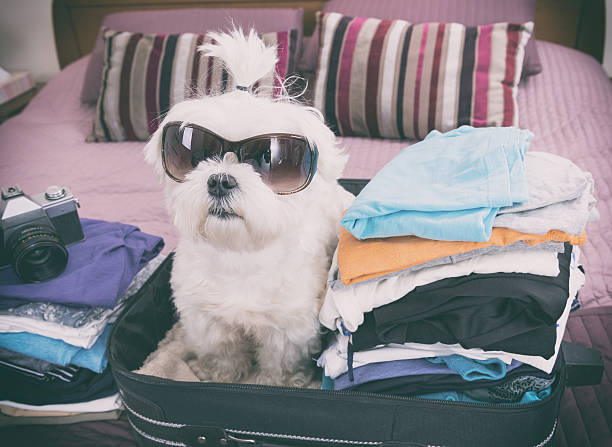 istock Dog sitting in the suitcase 525885964