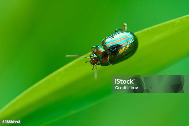 Chrysolina Americana Stock Photo - Download Image Now - Animal, Animal Antenna, Beetle