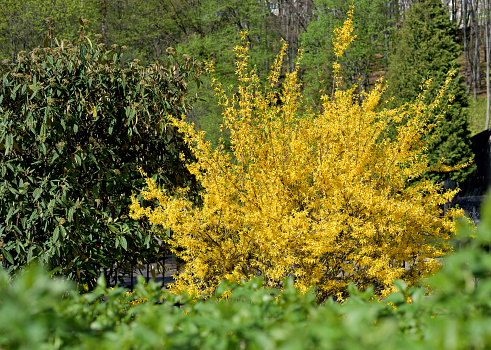 yellow forsythia bush and green grassland in spring season