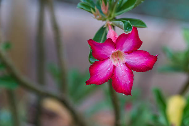 istock Tropical flower Pink Adenium with drop 525886918