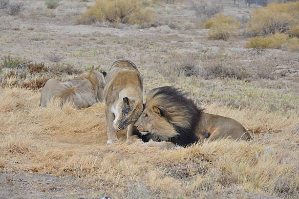 A pair of lions being affectionate to each other on Safari in South Africa