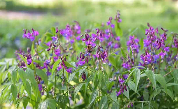 Bee on Lathyrus Vernus (spring vetchling or spring pea) in garden