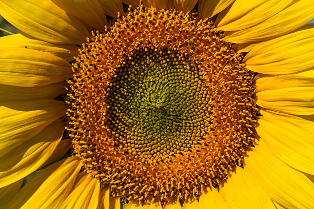 istock Sunflower in cultivated agricultural field 525888134