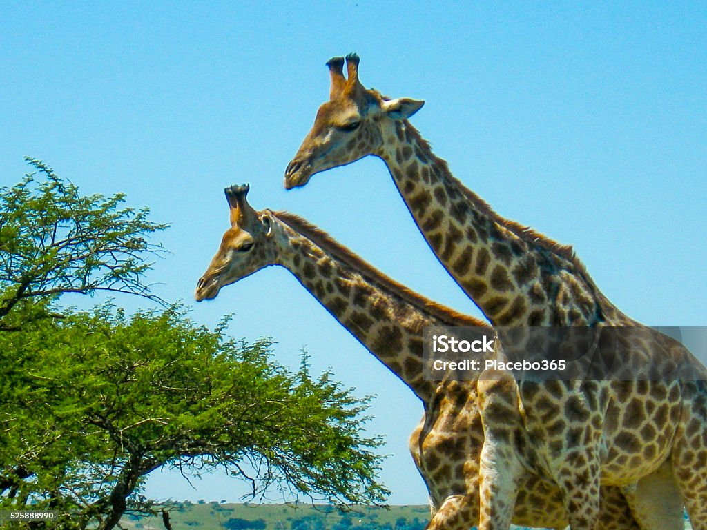 Two Wild Giraffe (Giraffa Camelopardalis) Africa Savannah Two wild Giraffes, Giraffa camelopardalis, near trees.  In the plains of South Africa, near Durban.  Taken on safari. Durban Stock Photo