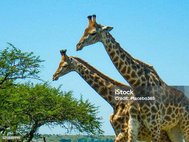 Two Wild Giraffe Africa Savannah Stock Photo - Download Image Now