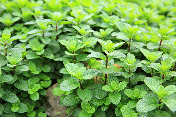 istock mint plant grow at vegetable garden 525889462