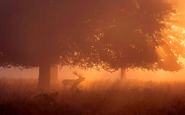 Red deer stag roaring at the dawn! Red deer stag roaring at the dawn in Richmond park! bugling photos stock pictures, royalty-free photos & images