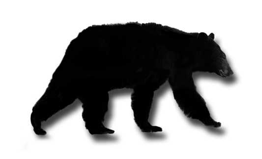 A Black Bear walking with a shadow on a white background. The silohouette was made by the submitting photographer.