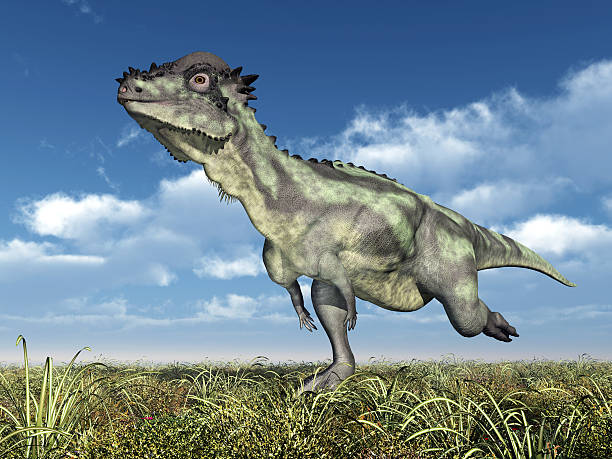 Dinosaur Pachycephalosaurus Computer generated 3D illustration with the Dinosaur Pachycephalosaurus pachycephalosaurus stock pictures, royalty-free photos & images