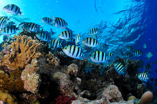 istock Sergant fish and Coral reef 525894485