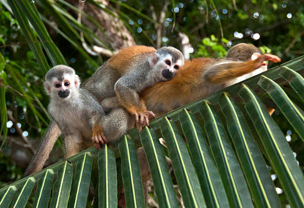 Monkey Love 2 Squirrel monkeys on a palm leaf in Costa Rica. saimiri sciureus stock pictures, royalty-free photos & images