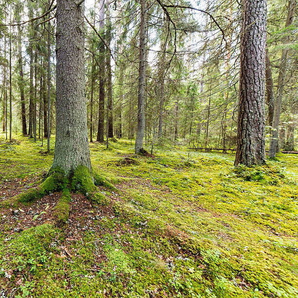 istock trees in green forest with moss and autumn colors 525894615