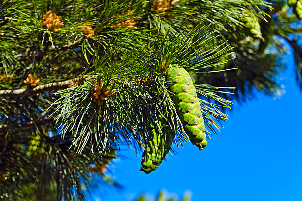 Pinus peuce (Macedonian pine) against the blue sky closeup