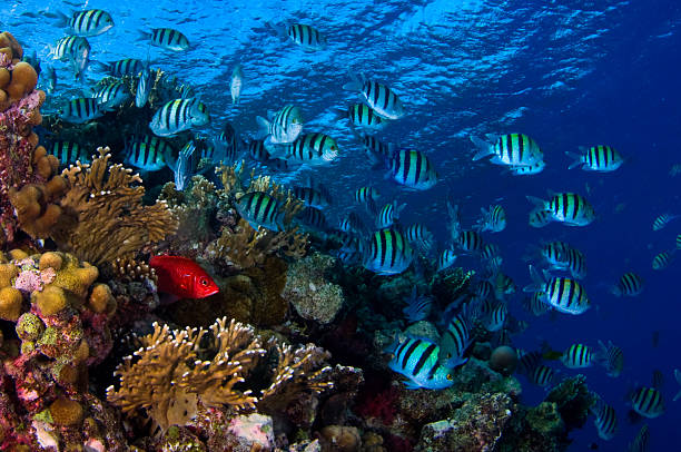 istock Sergant fish and coral reef 525895869