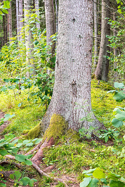 istock trees in green forest with moss and autumn colors 525896005