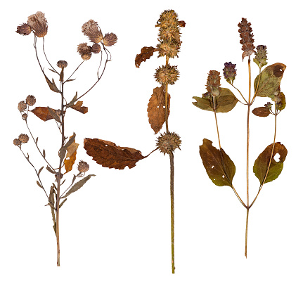 Set of wild dry flowers pressed, isolated