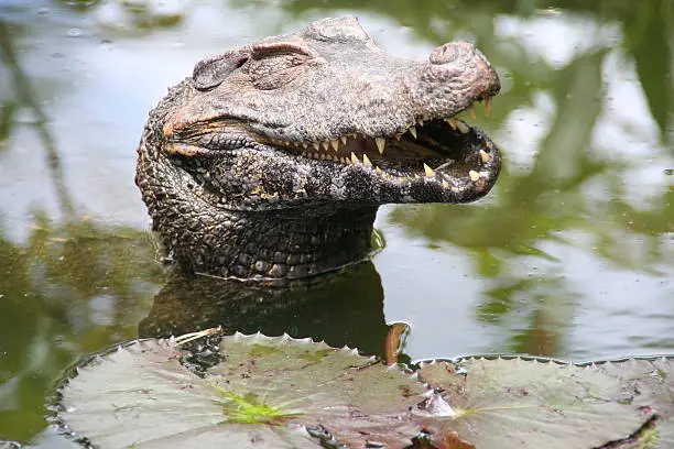 Photo of Happiest caiman in French Guiana