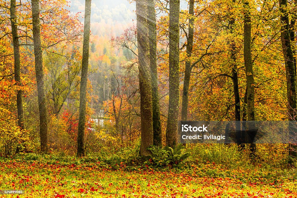 Forest in Autumn Autumn Stock Photo