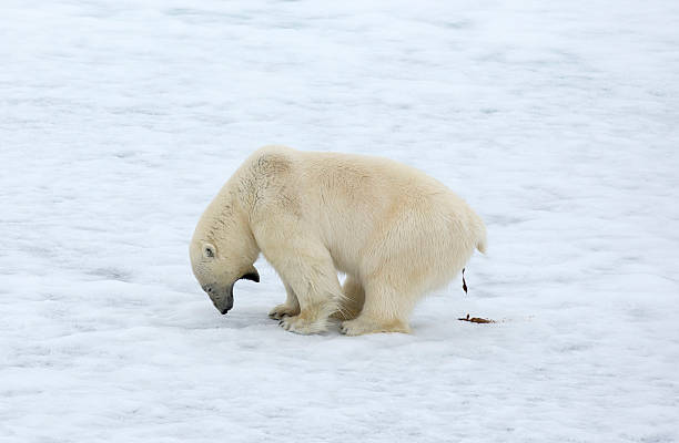 Polar bear pooping on the ice stock photo