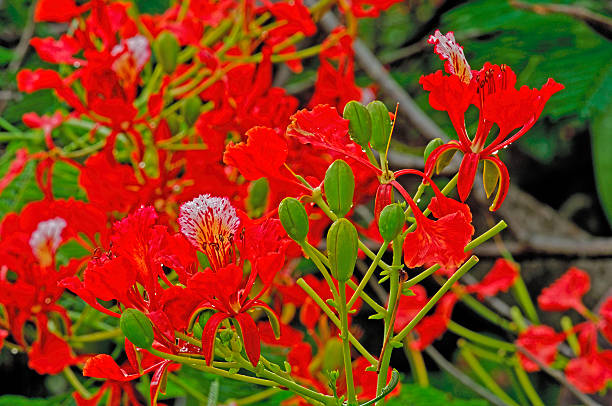 istock Flowers In A Tropical Jungle 525899645
