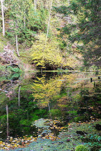 istock old river bank with reflections in water 525899891