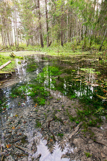 istock old river bank with reflections in water 525899897