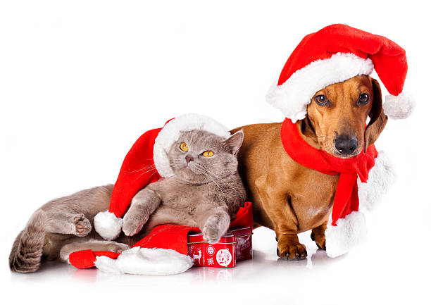 hund und katze in eine weihnachtsmütze - christmas dachshund dog pets stock-fotos und bilder