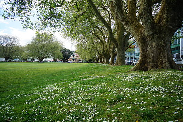 istock Victoria Park in Auckland 525915869