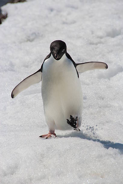 Adelie penguin, Vernadsky Research Base, Antarctica