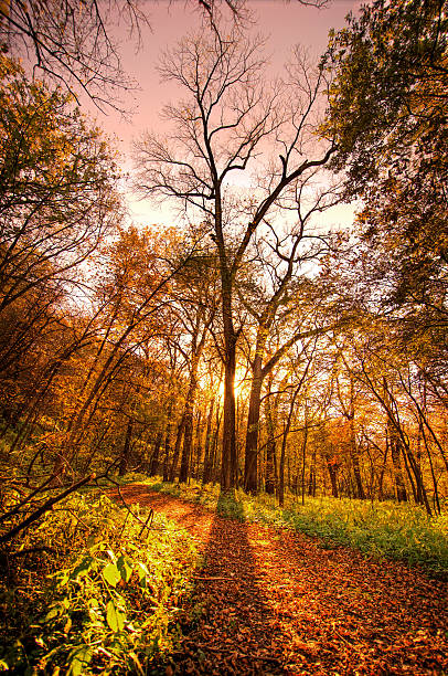 Fall Tree, Nebraska stock photo