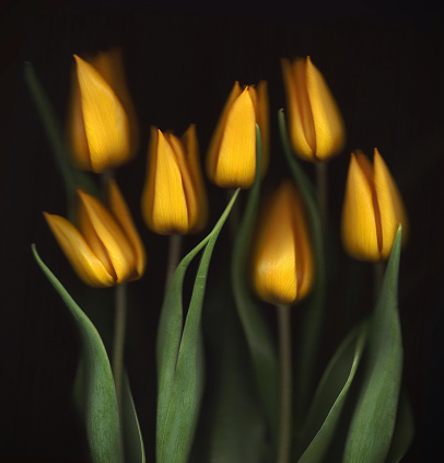 Light purple tulips flower  on black isolated background with clipping path. Closeup. Flower on a green stem. Nature.