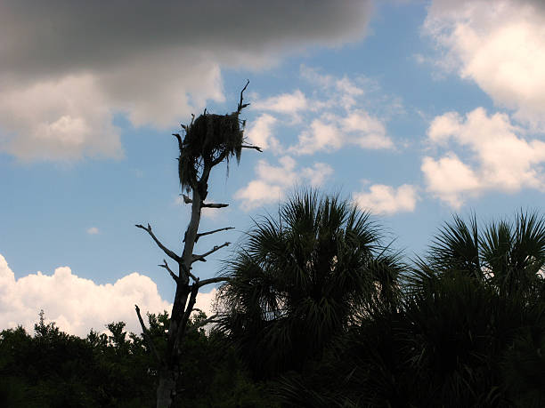 istock Osprey Nest on top of Bare Tree on Florida Coast 525918859