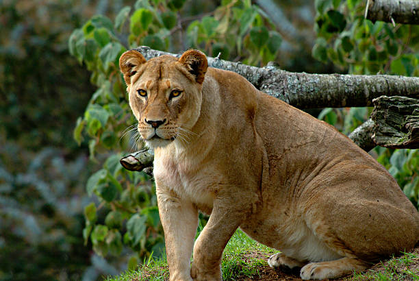 Close-up of an angry lioness.