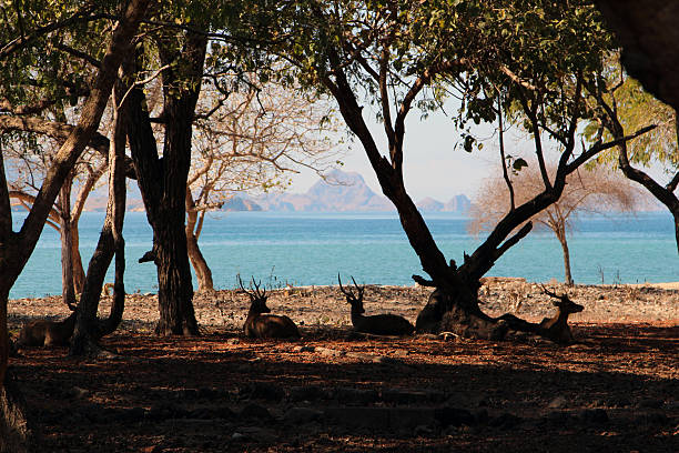 istock Indonesia: Timor Rusa Deer on Komodo Island 525937453