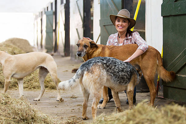 femmina proprietario di cavalli e cani stables - shirt checked women wild west foto e immagini stock